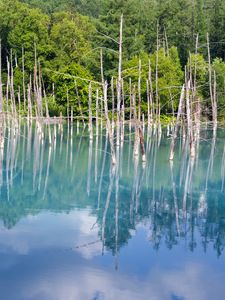 Preview wallpaper forest, trees, lake, branches, dry, reflection, nature