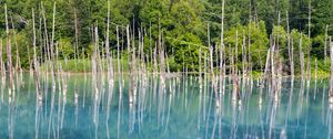 Preview wallpaper forest, trees, lake, branches, dry, reflection, nature