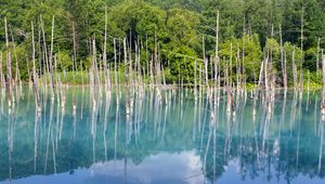 Preview wallpaper forest, trees, lake, branches, dry, reflection, nature