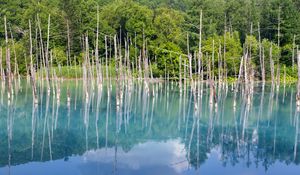 Preview wallpaper forest, trees, lake, branches, dry, reflection, nature