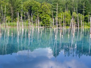 Preview wallpaper forest, trees, lake, branches, dry, reflection, nature