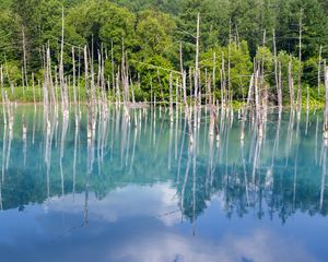 Preview wallpaper forest, trees, lake, branches, dry, reflection, nature