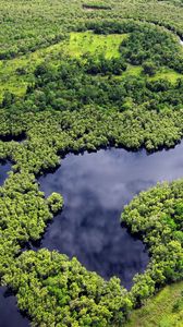 Preview wallpaper forest, trees, lake, nature, landscape, aerial view