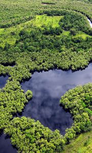 Preview wallpaper forest, trees, lake, nature, landscape, aerial view