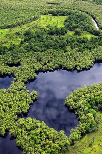 Preview wallpaper forest, trees, lake, nature, landscape, aerial view