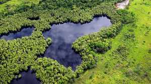 Preview wallpaper forest, trees, lake, nature, landscape, aerial view