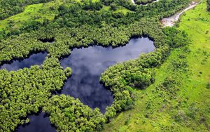 Preview wallpaper forest, trees, lake, nature, landscape, aerial view