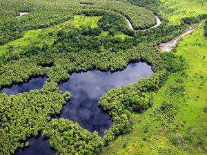 Preview wallpaper forest, trees, lake, nature, landscape, aerial view