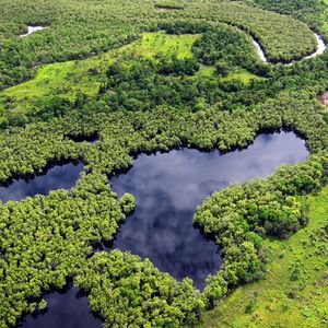 Preview wallpaper forest, trees, lake, nature, landscape, aerial view