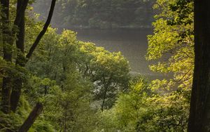 Preview wallpaper forest, trees, lake, landscape, nature, green