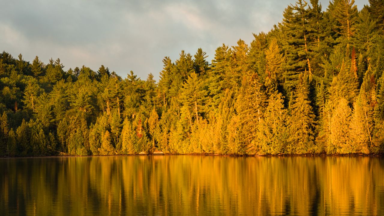Wallpaper forest, trees, lake, twilight, landscape