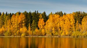 Preview wallpaper forest, trees, lake, reflection, autumn