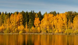 Preview wallpaper forest, trees, lake, reflection, autumn