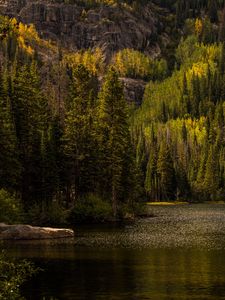 Preview wallpaper forest, trees, lake, nature, landscape, green