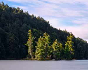 Preview wallpaper forest, trees, lake, island, landscape