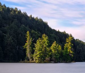 Preview wallpaper forest, trees, lake, island, landscape