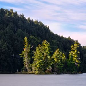 Preview wallpaper forest, trees, lake, island, landscape