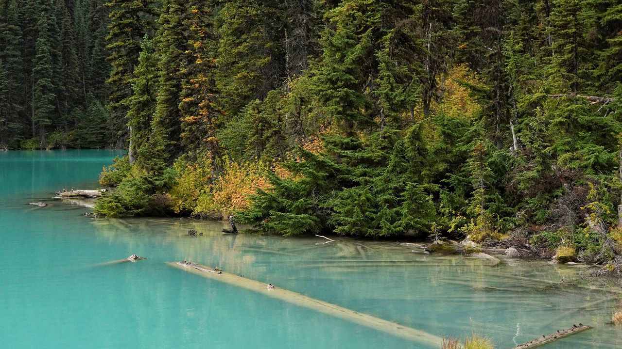 Wallpaper forest, trees, lake, fog, nature, landscape