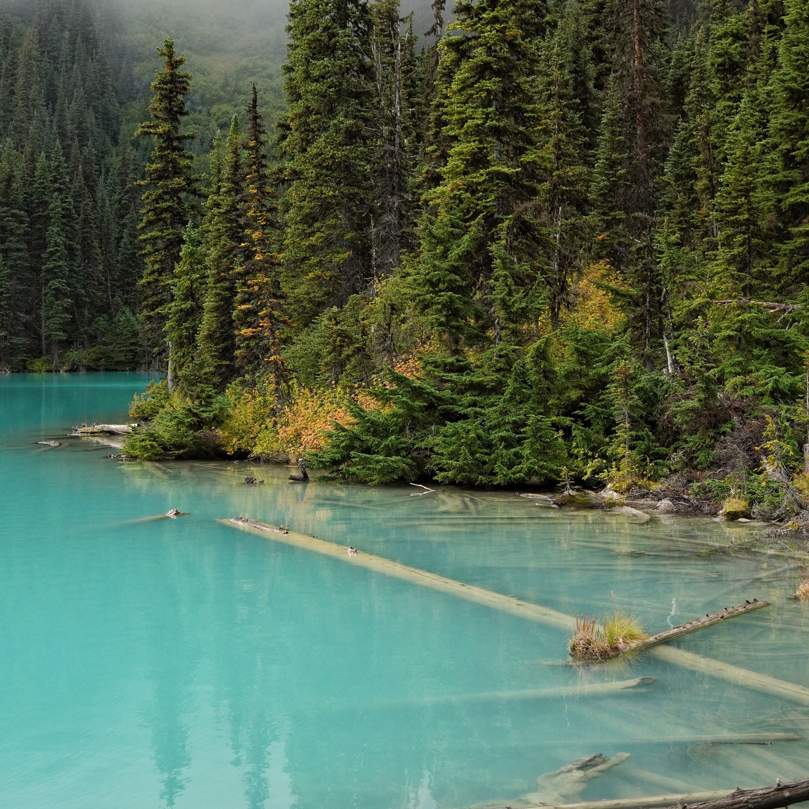 Download Wallpaper 2780x2780 Forest Trees Lake Fog Nature 