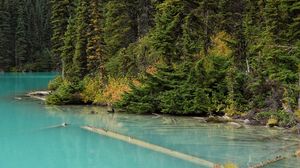 Preview wallpaper forest, trees, lake, fog, nature, landscape