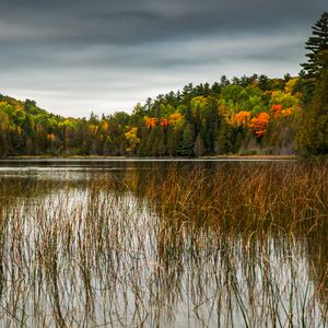 Preview wallpaper forest, trees, lake, landscape, autumn