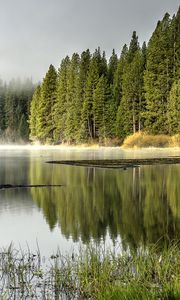 Preview wallpaper forest, trees, lake, reflection, nature, landscape, green