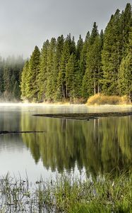 Preview wallpaper forest, trees, lake, reflection, nature, landscape, green