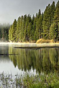 Preview wallpaper forest, trees, lake, reflection, nature, landscape, green