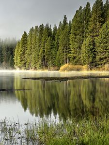 Preview wallpaper forest, trees, lake, reflection, nature, landscape, green