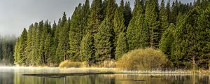 Preview wallpaper forest, trees, lake, reflection, nature, landscape, green