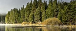 Preview wallpaper forest, trees, lake, reflection, nature, landscape, green