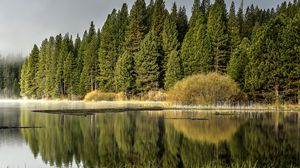 Preview wallpaper forest, trees, lake, reflection, nature, landscape, green