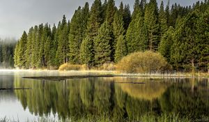 Preview wallpaper forest, trees, lake, reflection, nature, landscape, green