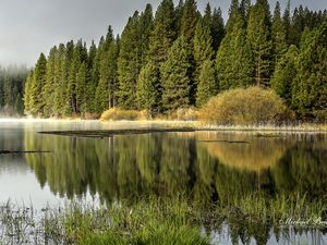 Preview wallpaper forest, trees, lake, reflection, nature, landscape, green