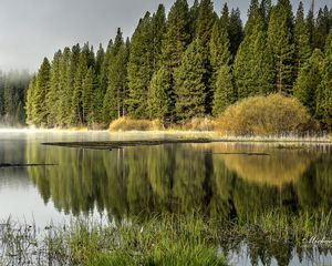 Preview wallpaper forest, trees, lake, reflection, nature, landscape, green