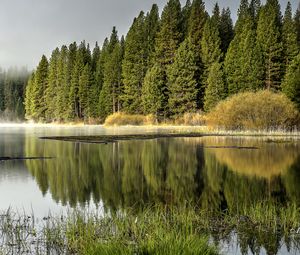 Preview wallpaper forest, trees, lake, reflection, nature, landscape, green