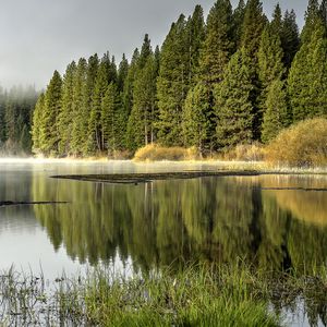 Preview wallpaper forest, trees, lake, reflection, nature, landscape, green