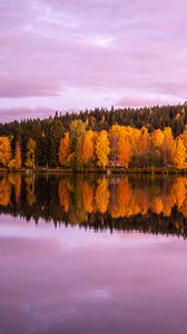 Preview wallpaper forest, trees, lake, reflection, autumn, landscape