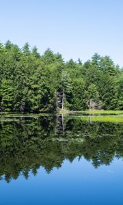 Preview wallpaper forest, trees, lake, water, reflection, nature
