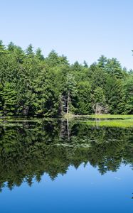 Preview wallpaper forest, trees, lake, water, reflection, nature