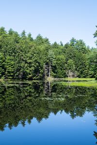 Preview wallpaper forest, trees, lake, water, reflection, nature