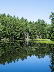 Preview wallpaper forest, trees, lake, water, reflection, nature