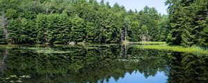 Preview wallpaper forest, trees, lake, water, reflection, nature