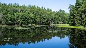 Preview wallpaper forest, trees, lake, water, reflection, nature