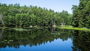Preview wallpaper forest, trees, lake, water, reflection, nature