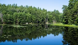 Preview wallpaper forest, trees, lake, water, reflection, nature