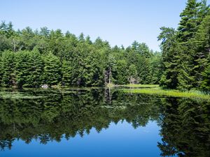 Preview wallpaper forest, trees, lake, water, reflection, nature