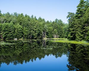Preview wallpaper forest, trees, lake, water, reflection, nature