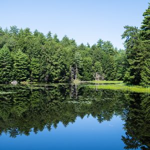 Preview wallpaper forest, trees, lake, water, reflection, nature