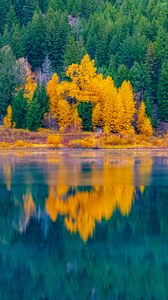 Preview wallpaper forest, trees, lake, water, reflection, landscape